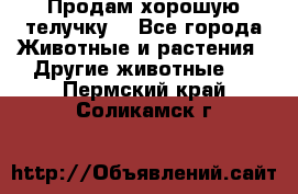 Продам хорошую телучку. - Все города Животные и растения » Другие животные   . Пермский край,Соликамск г.